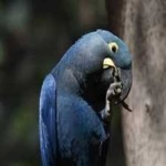image of lears_macaw #1