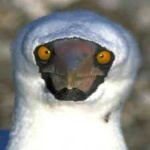 image of bird