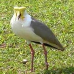 image of bird
