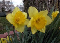 image of flower