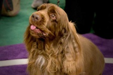 image of sussex_spaniel #8