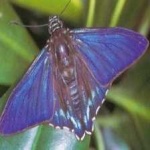 image of animal