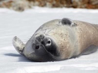 image of animal