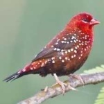 image of strawberry_finch #15