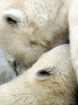 image of animal
