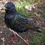 image of bird