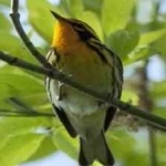 image of bird