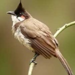image of bird