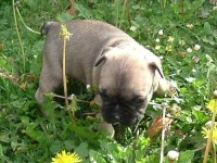 image of french_bulldog
