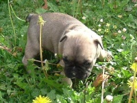 image of french_bulldog #20