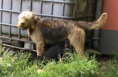 image of otterhound