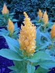 image of flower