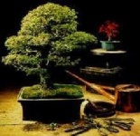 image of bonsai #12