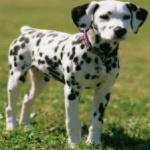 image of animal