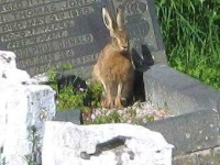 image of hare