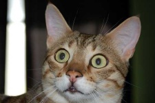 image of egyptian_cat