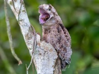 image of potoo