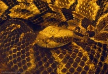 image of diamondback
