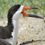 image of bird