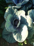 image of head_cabbage