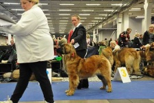 image of leonberg