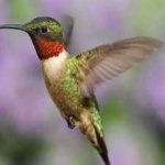 image of bird