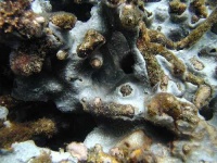 image of coral_reef #11