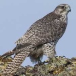 image of bird