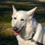 image of animal