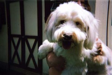 image of tibetan_terrier #23