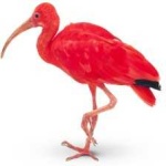 image of bird