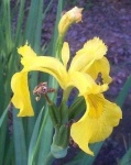 image of yellow_iris #12