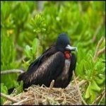 image of bird