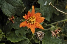 image of flower
