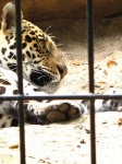 image of jaguar_car