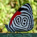 image of animal