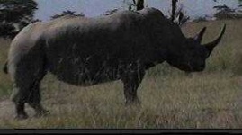 image of rhino
