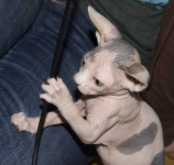 image of animal
