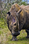 image of animal