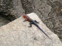image of agama