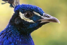 image of peacock