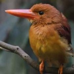image of bird