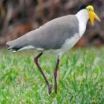 image of bird