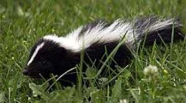 image of skunk