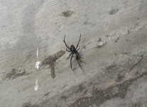 image of black_widow