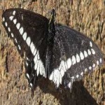 image of animal