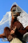 image of orangutan