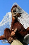 image of orangutan #2