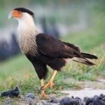 image of bird