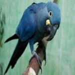 image of lears_macaw #16